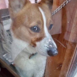 里親募集してます。
