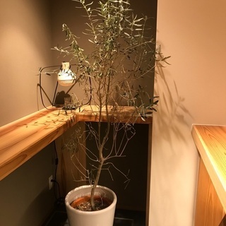 オリーブの木