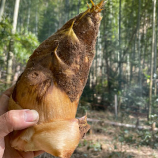 薮崎家のタケノコ　1kg　全国発送可　