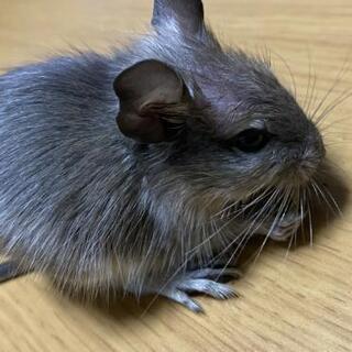 「決まりました。」赤ちゃんデグーの里親募集中‼️