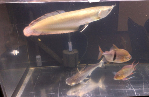 激安値下げ❗️早い者勝ち❗️シルバーアロワナ　熱帯魚　古代魚