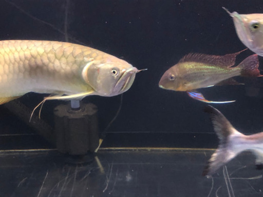 激安値下げ❗️早い者勝ち❗️シルバーアロワナ　熱帯魚　古代魚