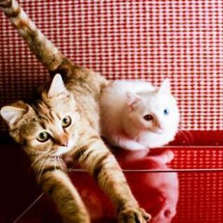 【現地集合】柏駅猫カフェ 猫の手3月16日15時一緒に行きませんか。