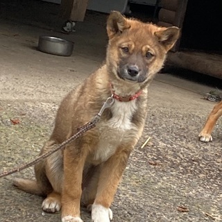 狩猟犬の子犬