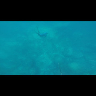 魚突きを一緒にしてくれる方募集！
