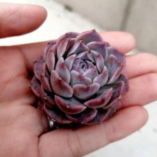韓国苗 エケベリア セグリットピーチ×ヒアリナ 多肉植物
