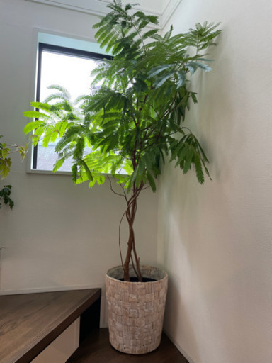 エバーフレッシュ　観葉植物