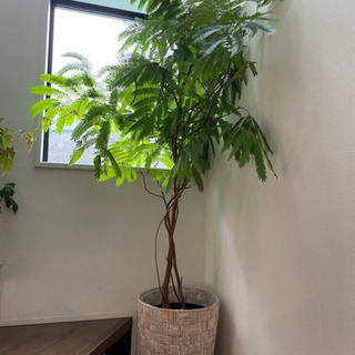 エバーフレッシュ　観葉植物