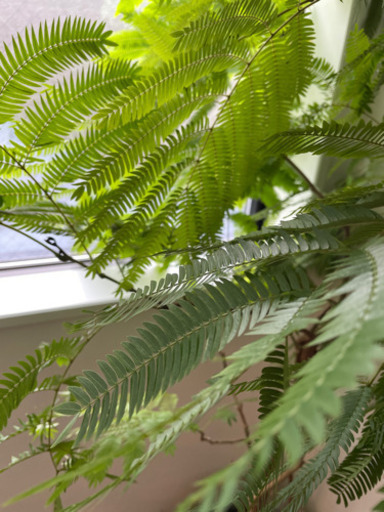 エバーフレッシュ　観葉植物