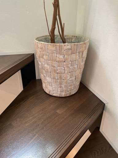 エバーフレッシュ　観葉植物