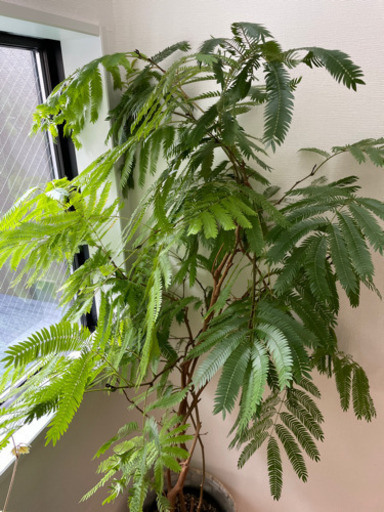 エバーフレッシュ　観葉植物