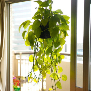 観葉植物