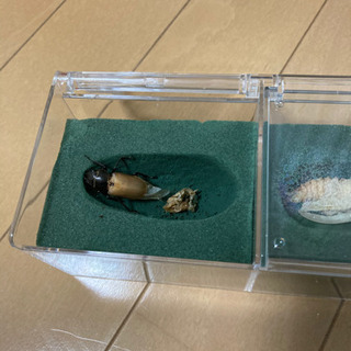☆受け渡し終了　蛹→飼育→産卵セット　メタリフェルホソアカクワガタ　蛹ペアの画像