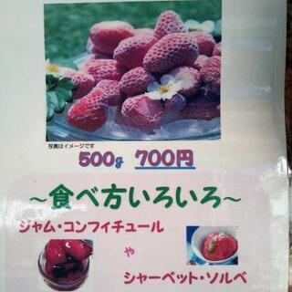 冷凍いちご🍓/ジェラート