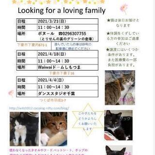 保護猫譲渡会☆ボヌール