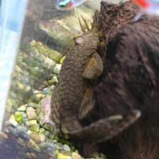 おちゃめなミニブッシープレコ