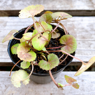 ツボクサ 植物苗 薬草 ハーブ E