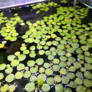 ドワーフフロッグビット