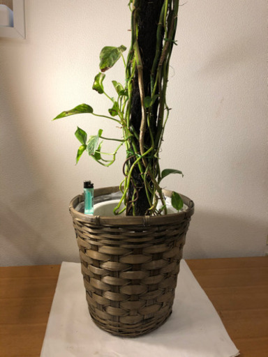 【観葉植物】ポトス(鉢カバー付き)