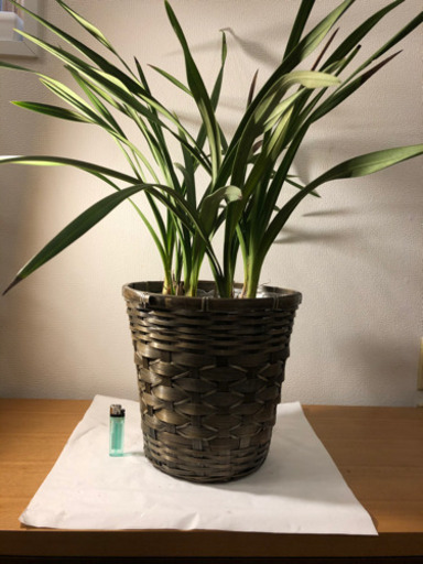 【観葉植物】シンビジウム(鉢付き)