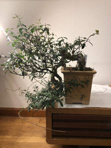 【盆栽】縮緬葛(ちりめんかずら)・半懸崖