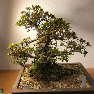 最新 【盆栽】さつき・華宝(かほう) 皐月(さつき)】華宝(かほう) 極太