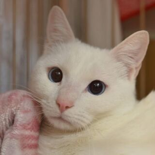会社帰りに保護猫たちに会える！　17時〜20時 野崎参道商店街「...