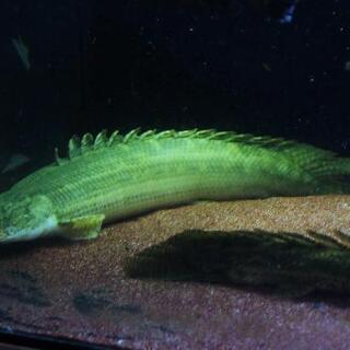 極太WILD　ビキール・ビキール　４５cm±