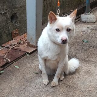 8歳、雌、雑種犬、どなたか助けて下さい