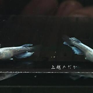 めだか・メダカ・モルフォ・水槽・水草・庭石・睡蓮