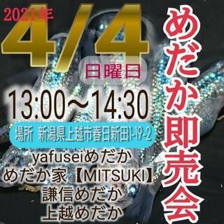 めだか・メダカ・モルフォ・水槽・水草・庭石・睡蓮の画像