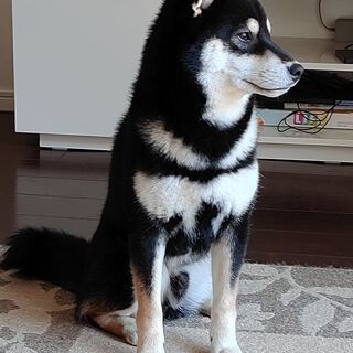 昨年６月に迎えた黒柴の犬です。仕事、子供の介護と過程が急に忙しくなった状態で、あまりかわいがってあげることができず、犬にとっても良い環境ではなく、悲しくなる前に里親を探してます。の画像