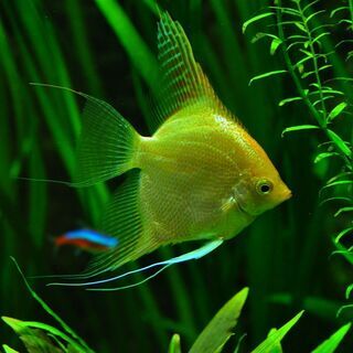 【お魚好き大募集★】マーケティングコーディネーター（観賞魚飼育関連商品）の画像