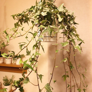 観葉植物　アイビー　へデラ・ヘリックス　80cm　ハンギングプラ...