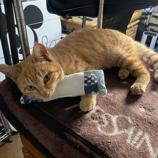 保護猫の里親になっていただける方を募集します。
