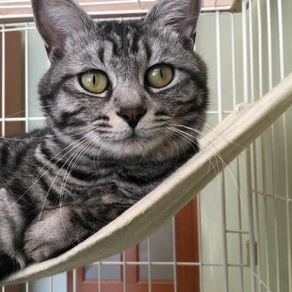 飼い主が亡くなった、１歳８ヶ月雄猫（去勢済）の里親を探しています。