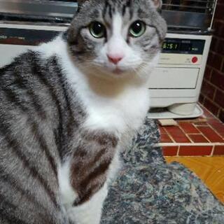 11歳前後の猫♂、シロ