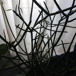 ミルクブッシュ カット枝の画像