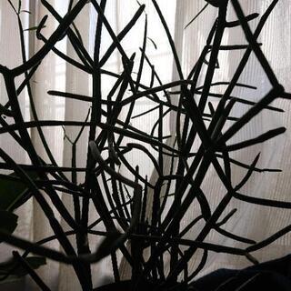 ミルクブッシュ カット枝の画像