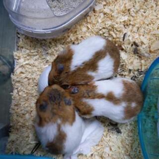 話したり相談しあいたい(動物飼われてる方もぜひ)
