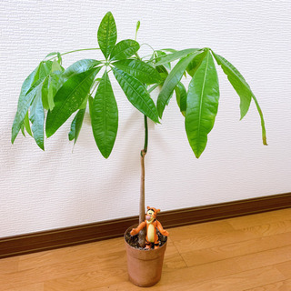 パキラ 観葉植物 植物苗 大きめ ④