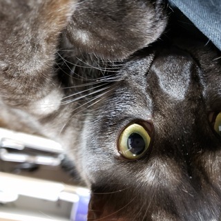 猫2匹飼いませんか