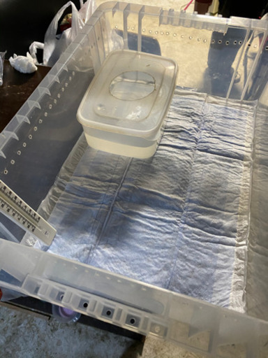 ☆★爬虫類ゲ―ジ★☆【格安】 ボルパイの里親様も同時に募集中