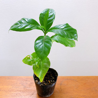 コーヒーの木 苗木 観葉植物 植物苗 ❷