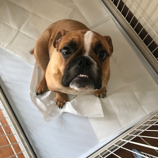 新しい家族になってください。