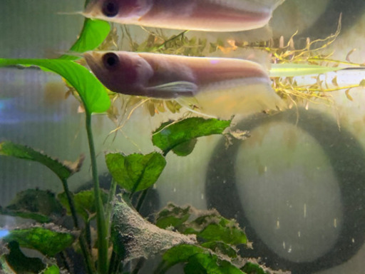 アルビノシルバーアロワナ　9cm