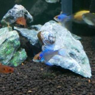 小型　熱帯魚