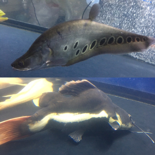 魚　大型魚　熱帯魚　2匹売り
