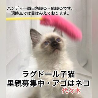 ラグドール　子猫　 ●●●●●本文をよくご覧下さいませ。 ●●●...