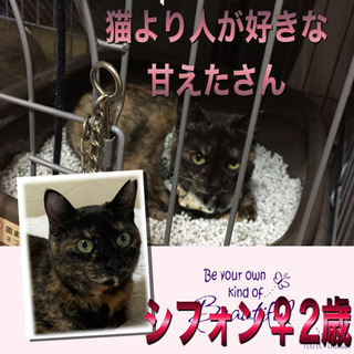 激痩せで保護した猫さん
